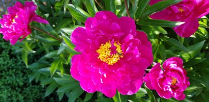 Paeonia lactiflora