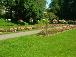 Plantation de rosiers