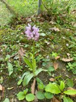 Orchis pyramidal 