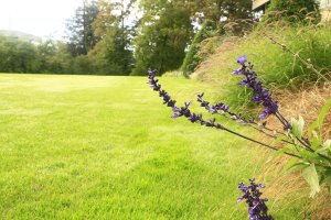 Entretien de jardin privatif